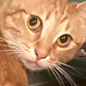 Meet your Posher, Robert